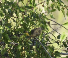 Leiothlypis virginiae