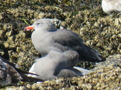 Larus heermanni