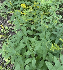 Solidago ulmifolia