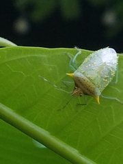 Arvelius albopunctatus