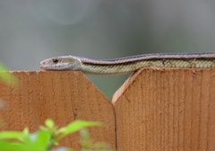 Pantherophis alleghaniensis