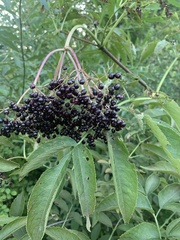 Sambucus canadensis