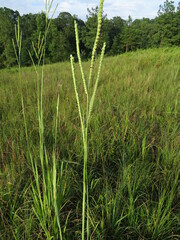 Paspalum floridanum