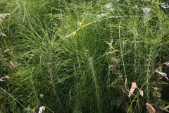 Equisetum telmateia telmateia