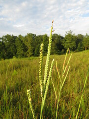 Paspalum floridanum