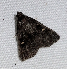 Tetanolita mynesalis