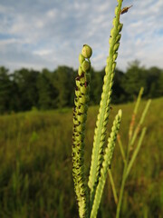 Paspalum floridanum