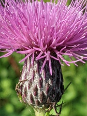 Cirsium muticum