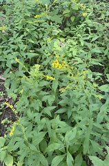 Solidago ulmifolia