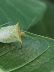 Arvelius albopunctatus