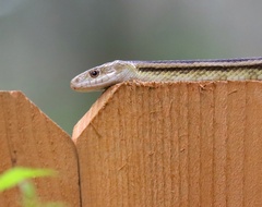 Pantherophis alleghaniensis