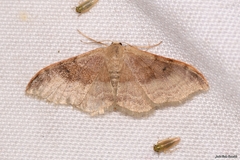 Idaea degeneraria