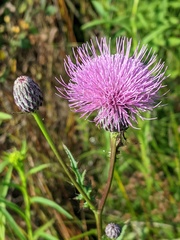 Cirsium muticum
