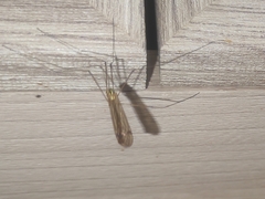 Nephrotoma flavescens