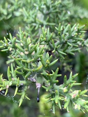 Colletia