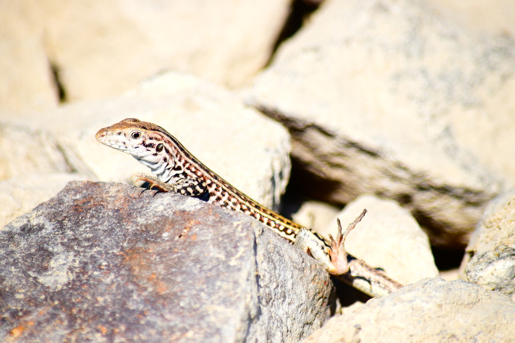 Triploid Checkered Whiptail From Grant County, WA, USA On August 26 ...