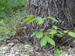 Castanea ozarkensis
