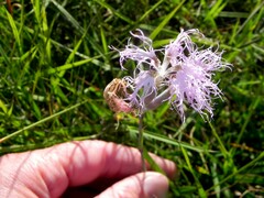 Dianthus superbus