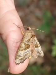 Phlogophora