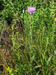 Cirsium muticum
