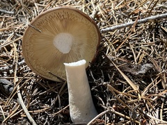 Russula decolorans