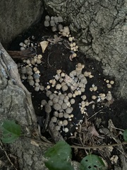 Asterophora lycoperdoides