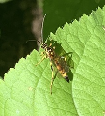 Ichneumonina