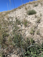 Elymus repens