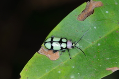Omophoita octoguttata