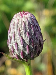 Cirsium muticum
