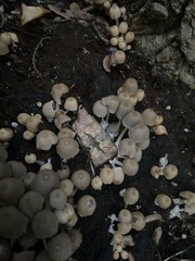 Asterophora lycoperdoides