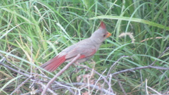 Cardinalis sinuatus