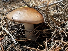 Russula decolorans