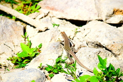 Aspidoscelis neotesselatus