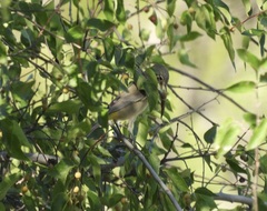 Leiothlypis virginiae