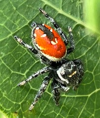 Phidippus carneus