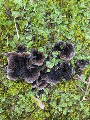 Thelephora terrestris