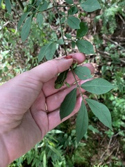 Euonymus alatus