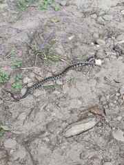 Nerodia sipedon sipedon