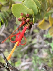 Tristerix corymbosus