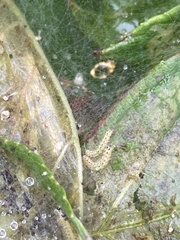Yponomeuta cagnagella