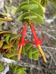 Tristerix corymbosus