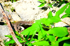 Aspidoscelis neotesselatus