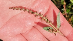 Atriplex prostrata