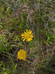 Balduina uniflora