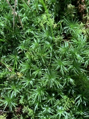 Sphagnum girgensohnii