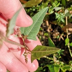 Atriplex prostrata
