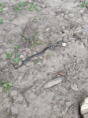 Nerodia sipedon sipedon