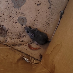 Peromyscus gambelii