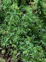 Sphagnum girgensohnii